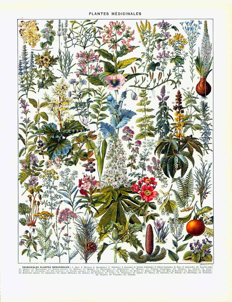 Dictionnaire Des Plantes Médicinales Et Vénéneuses De France