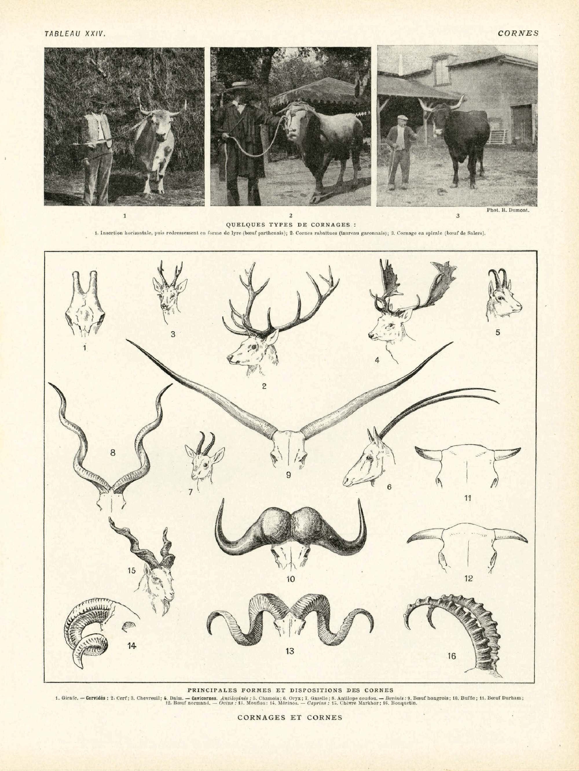 5 Légumes Décoratifs Sculptés En Corne Bovine - Art Populaire Vintage Années 60, Fait Main En France