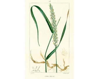 1814 Antique Dog Grass Print Poaceae Cereal Plant Natural History Botanical Botany Wall Art framing Home decor