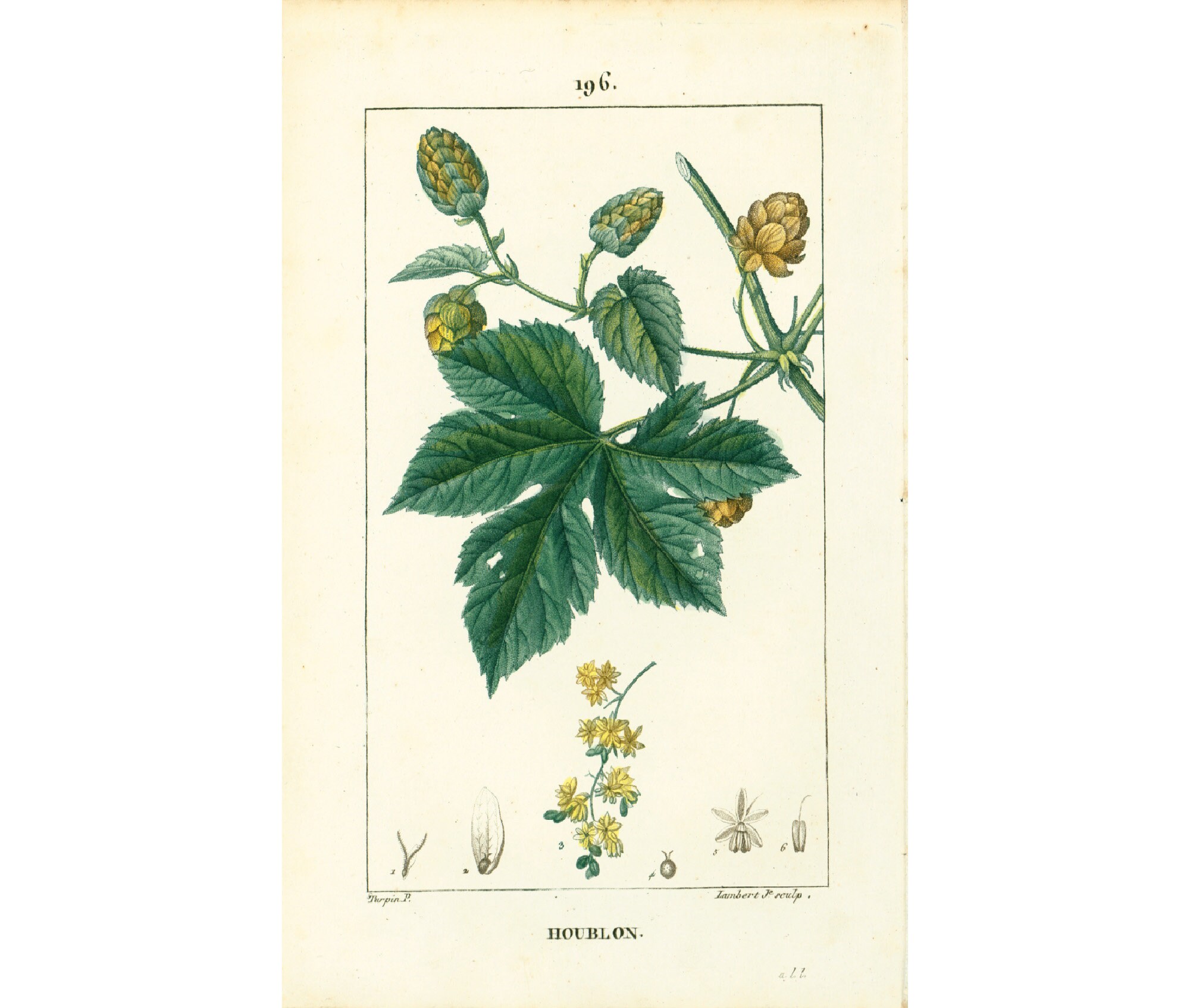 1814 Chmiel zwyczajny Humulus lupulus, stara tablica botaniczna, Chaumeton Medical Flora, tradycyjna roślina farmakopealna