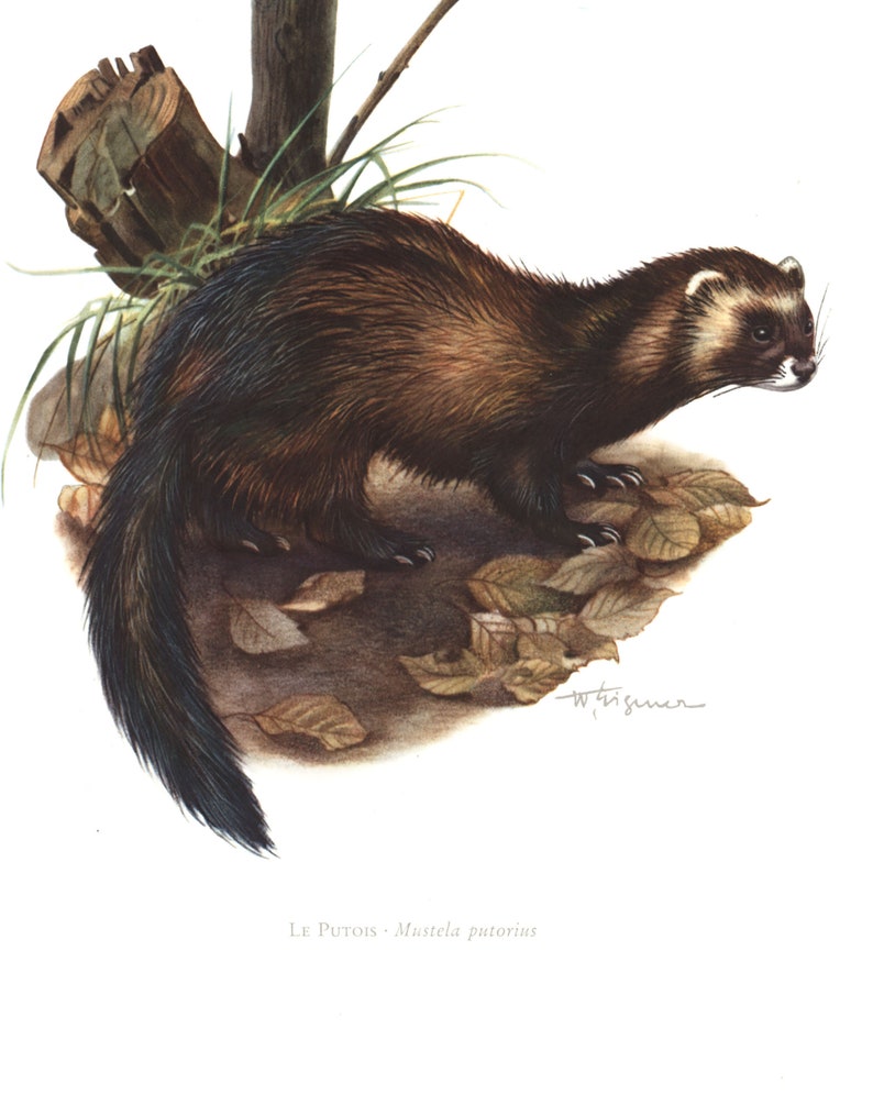 1974 European polecat Mustela putorius vintage illustration Mustela lutreola, animal Art Print, Wild animal, painting image 3