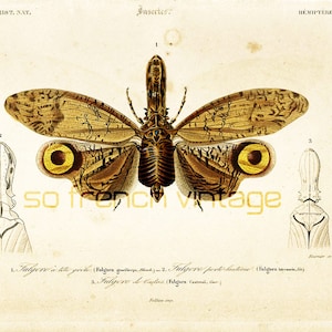 1861 Lantern fly, Planthopper, Antique Engraving, Hand colored, Original Antique Print, Wall Art home Lithograph