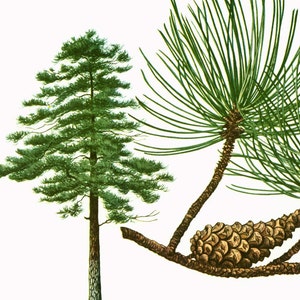 1967  Pine Print Vintage Botanical Illustration Wall Art Home Decor