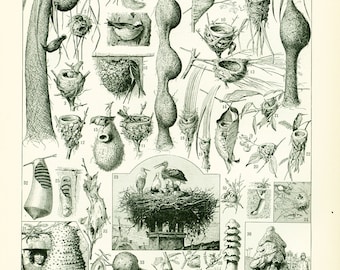 1897 Birds Nests Eggs Insects Animals Large Size Antique Print French Larousse Dictionary Identification plate 115 YEARS OLD