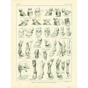 1922 Enfermedades equinas. Defectos en patas y extremidades. Placa de identificación. Lámina ilustrada por Larousse.
