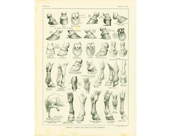 1922 Antique Anatomy Print Horse Hoof. Horse identification chart. Larousse large size print. French vintage
