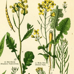 1869 Brassicaceae Cruciferae cabbage cress Brassica rapa family Flower Chart Herbs Herbalism Medicinal Plants Antique Botanical Chart print image 2