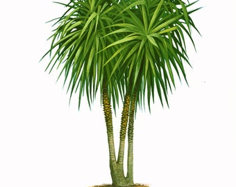 Yucca gigantea 1967 - Impresión botánica vintage - Ilustración de árbol y planta - Decoración de pared