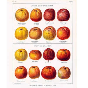 1922 Antique Apples Print  Apple Orchard Gardening Fruits  illustration Larousse
