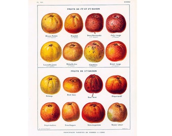 1922 Antique Apples Print  Apple Orchard Gardening Fruits  illustration Larousse