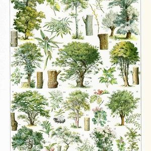 1933 Alte Illustration Wald, Waldbäume, Harthölzer, Wanddekoration, Walddekoration, Landhausdekoration, Larousse
