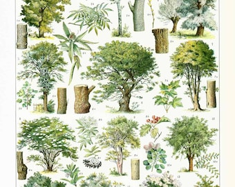 1933 Vintage Trees Print. Deciduous Hardwood. Antique Botanical print. Authentic Framable Art. Larousse