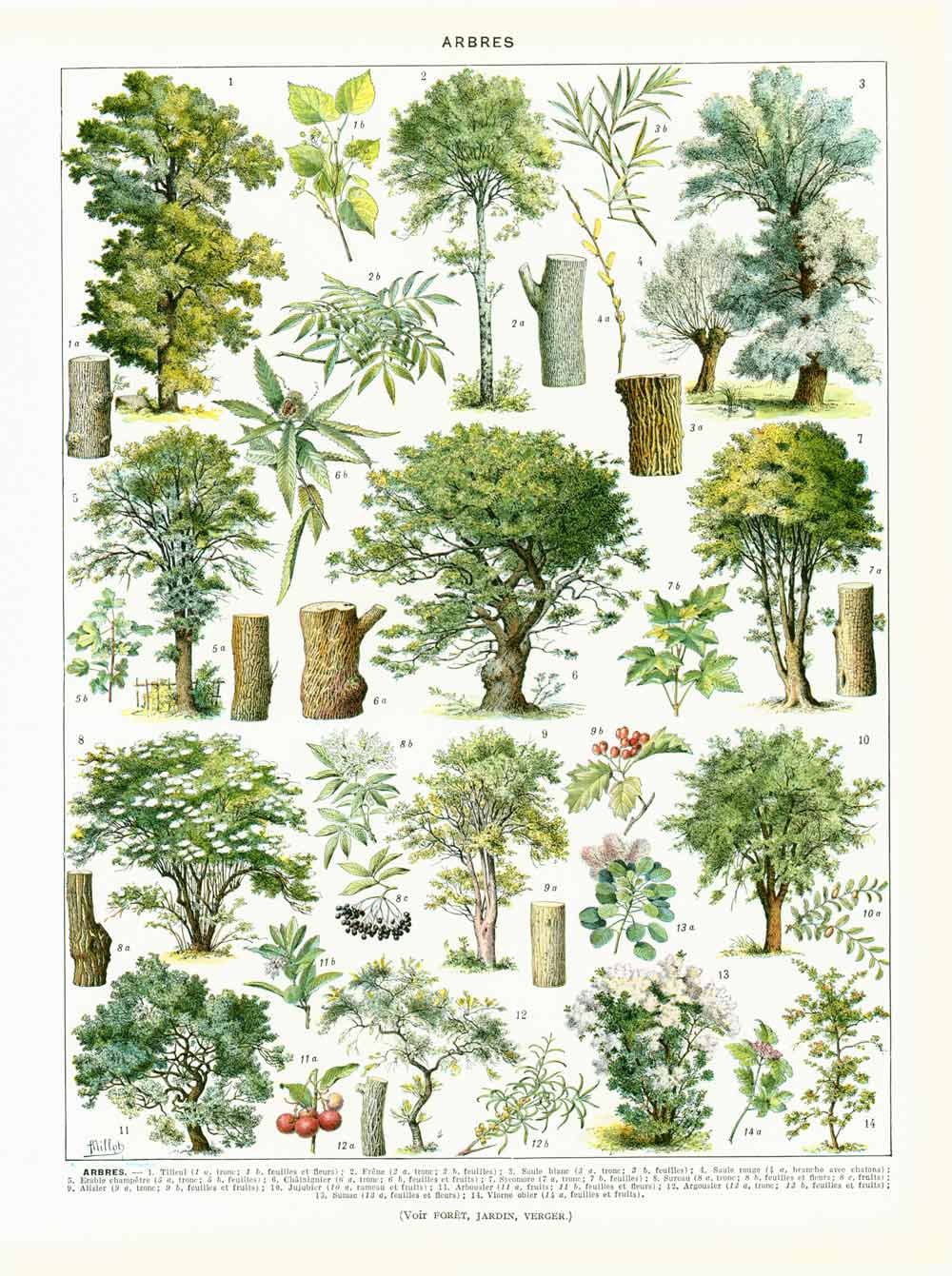 1933 Vintage Trees Print Deciduous Hardwood Antique Etsy