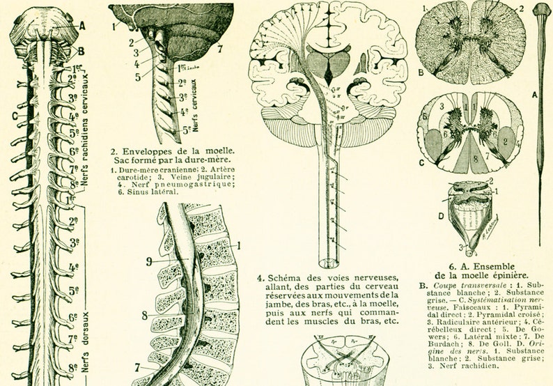 1912 Spinal Cord Antique Print Nerves Antique Medicine & - Etsy
