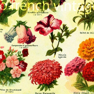 May include: Vintage botanical illustration featuring various colorful flowers, including zinnias, petunias, and campanulas. The artwork showcases detailed depictions of each flower type, with labels in French. The overall aesthetic is reminiscent of classic botanical prints.