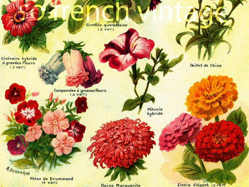 May include: Vintage botanical illustration featuring various colorful flowers, including zinnias, petunias, and campanulas. The artwork showcases detailed depictions of each flower type, with labels in French. The overall aesthetic is reminiscent of classic botanical prints.