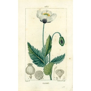 1831  Antique Opium Poppy Print Plant Natural History Botanical Botany Wall Art framing Home decor