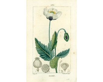 1831  Antique Opium Poppy Print Plant Natural History Botanical Botany Wall Art framing Home decor