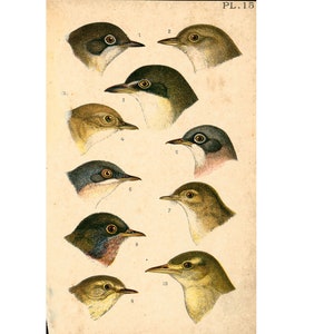 1890  Warblers Beak Feather Natural History Antique Bird Chart Print Ornithology Wall Art
