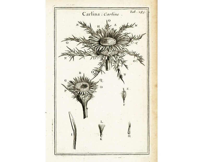 1797 Antique Carline thistle Flower Print Botanical Natural History Wall Home Decor image 3