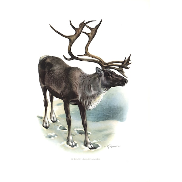 1974 Renne Caribou Cervidé Ruminant Dessin Naturaliste Illustration Animal sauvage Mammifères