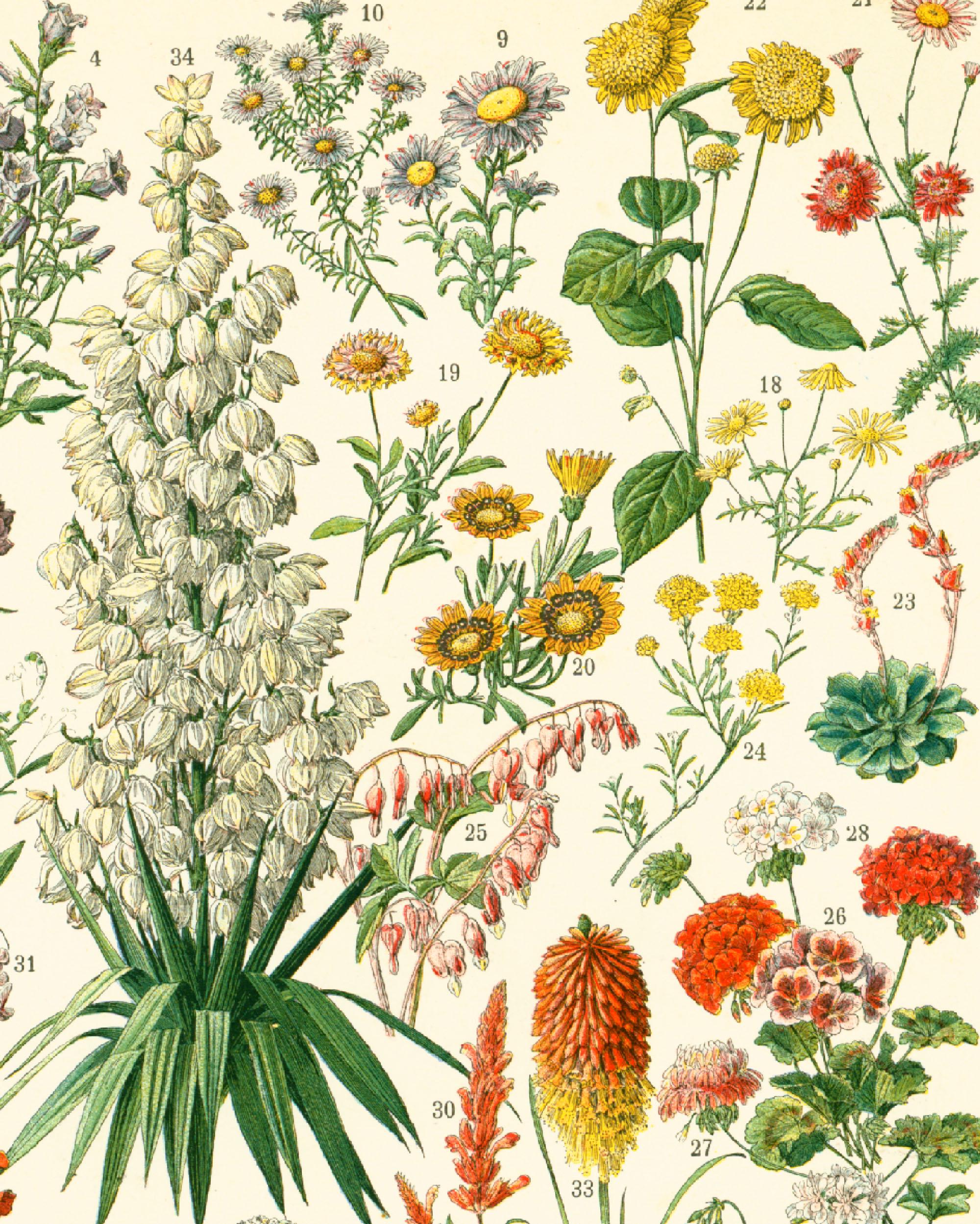1897 Original Antique Flower Chart Print Vintage Flowers - Wall Art ...