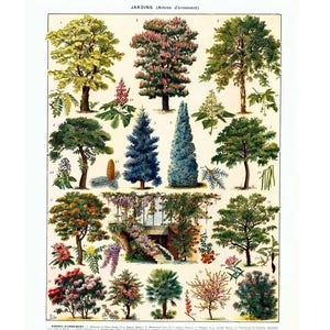 1933 Vintage Trees Print. Garden Trees. Antique Ornamental - Etsy