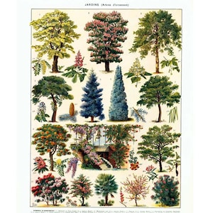 1933 Bomen Ornament Tuin Glycine Marronnier Rhododendron Laurier roze Pecher Flower Larousse Vintage Origineel