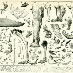 1897 De verschillende soorten benen. Zoölogie. Natuurlijke geschiedenis. Oude illustratie origineel bord Larousse 115 jaar oud