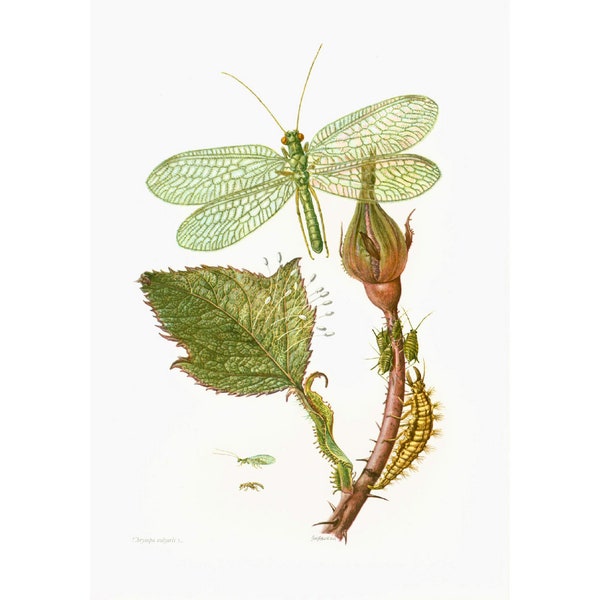 1960 Crisopa verde. Auxiliar de agricultura ecológica. Ilustración Insecto. Entomología del tablero original.