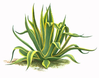 1967 Agave Cactus Wall Art Botanical Flower Print Desert Home decor.