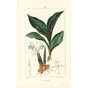 Op de afbeelding: Een botanische illustratie van een Zedoaria-plant met witte en blauwe bloemen en een bruin wortelstelsel. De illustratie is getiteld "Zedoaire."