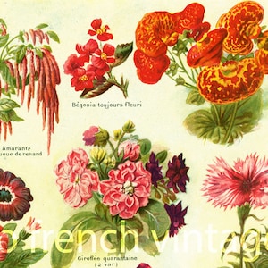 May include: Vintage botanical illustration featuring various flowers, including red Begonia, orange Calceolaire, and pink Giroflee. The image includes the text "Amarante queue de renard" and "Begonia toujours fleuri".