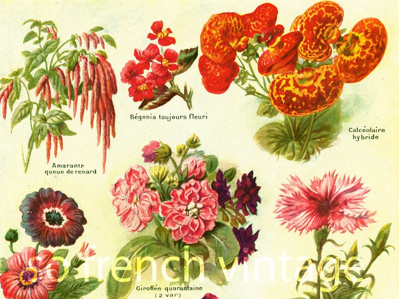 May include: Vintage botanical illustration featuring various flowers, including red Begonia, orange Calceolaire, and pink Giroflee. The image includes the text "Amarante queue de renard" and "Begonia toujours fleuri".