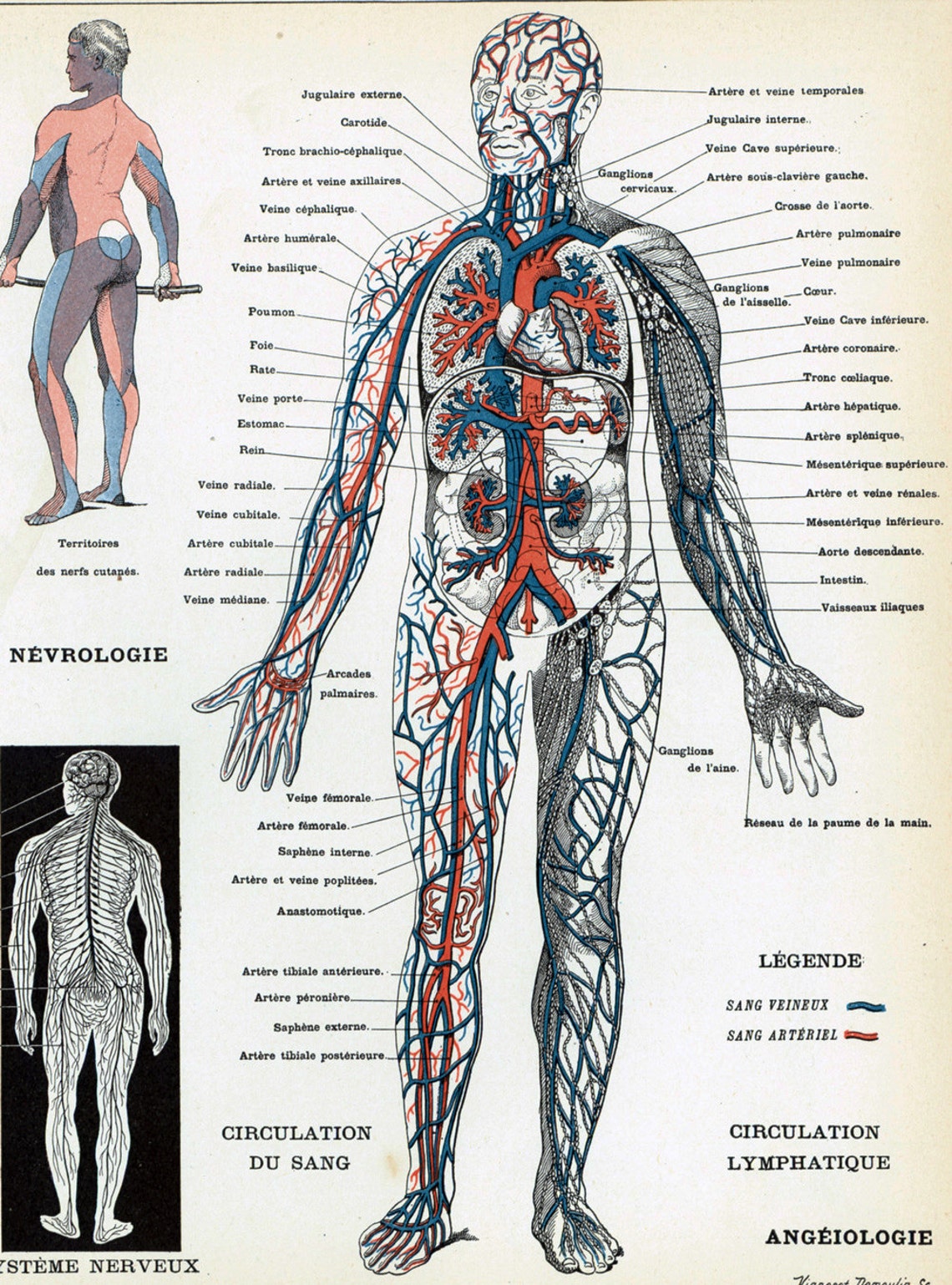 1897 Anatomy Human Body Parts Encyclopedia Larousse Medical - Etsy