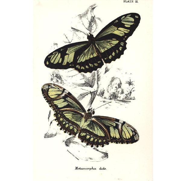 1896 Philaethria dido Heliconius Placa Antigua Lepidoptera Mariposa Historia Natural