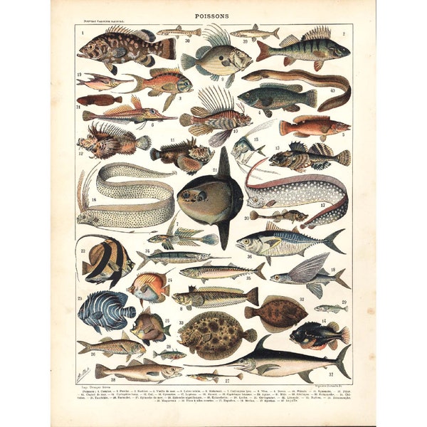 1897 Poissons de Mer, Illustration Larousse, Dictionnaire Grand Format Encyclopédie, Espèces, Ichtyologie