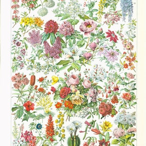 1933 Lila Pioenroos Camelia Hortensia Hibiscus Fuchsia Oleander Rhododendron Passiebloem Kers Kers Glycine Amandelbord Bloemen Larousse
