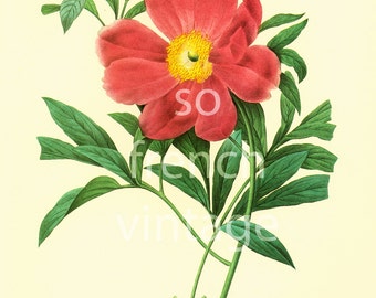 Paeonia Officinalis Peony Wild French Flower Print Redoute Botanical vintage illustration