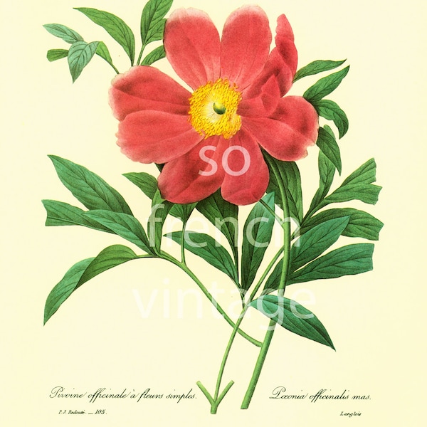 1983 Pivoine Officinalis à fleurs simples, Pierre Joseph Redouté Illustration Grand Format, Planche botanique