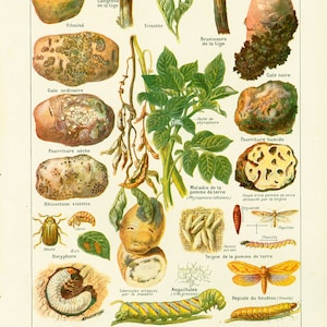 1922 Antique Print of Potato Diseases, Potato Pathology,  Insect, Caterpillar, ENTOMOLOGY, AGRONOMY, illustration Larousse