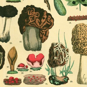 1885 Morels Bolete Cep Truffle Fungus Antique Botanical Print Chart Poster original Lithograph Natural History Botany framing decor image 4