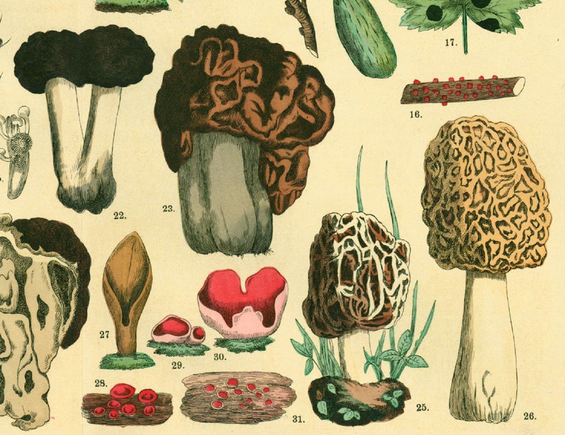 1885 Morels Bolete Cep Truffle Fungus Antique Botanical Print Chart Poster original Lithograph Natural History Botany framing decor image 4