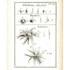 1797 Antique Yarrow Achillea millefolium medicinal plant Lithograph Botanical Natural History Wall Art Home Decor