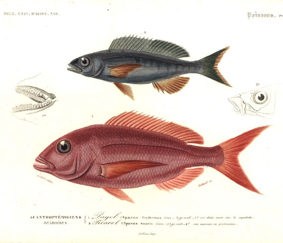 1839 - Poisson Pleuronecte - Gravure ancienne - Ichtyologie