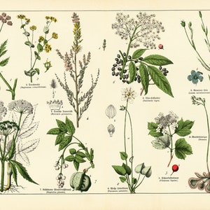 1869 Schwarzer Holunder Sambucus Aegopodium Drosera fleischfressende Pflanze Viburnum Leinen Botanischer Teller Originalstich Flora Heilpflanzen