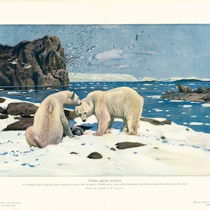 1908 Eisbär Südlicher Gletscherozean Packeislandschaft Antarktis Originalplatte Alte Naturgeschichte, Paläontologie.