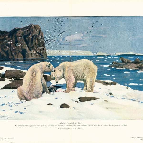 1908 Ours polaire Océan glacial du Sud Paysage banquise Antarctique Planche originale Ancienne Histoire Naturelle, Paléontologie.