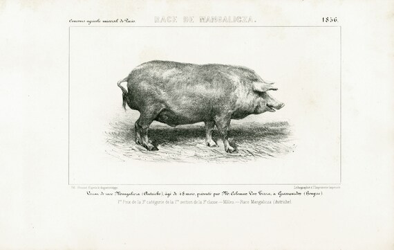 1856 Porc Mangalitza Porc Laineux Races Porcines Planche Etsy