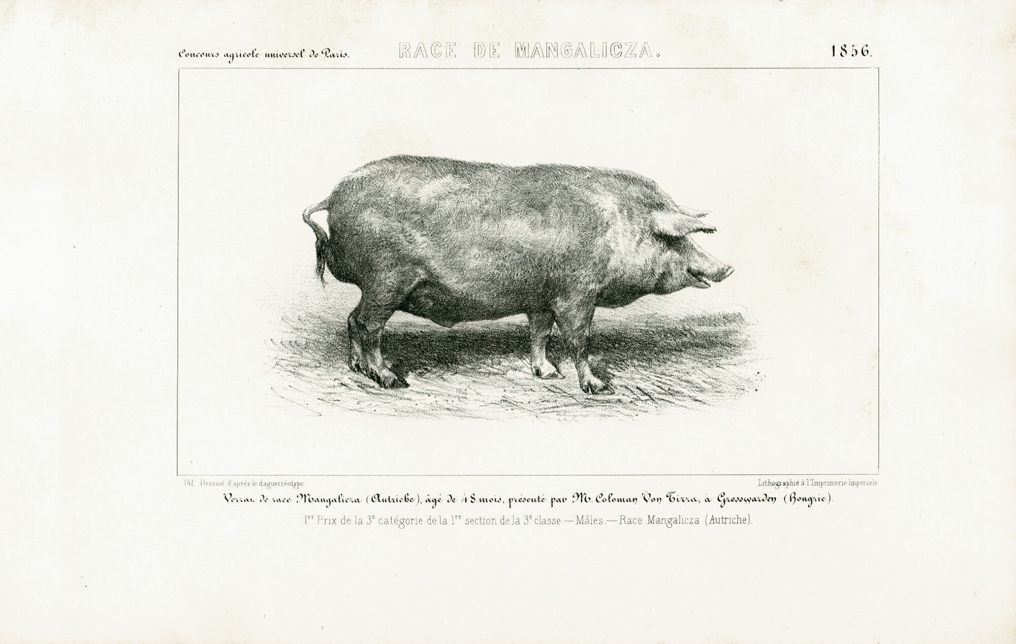 1856 Porc Mangalitza Porc Laineux Races Porcines Planche Etsy 1856 Porc Mangalitza Porc Laineux Races Porcines Planche Etsy